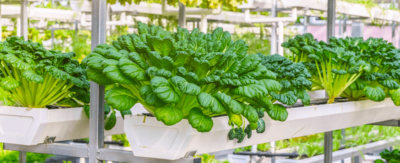 Unit Bisnis Hidroponik Pesantren Cendekia Amanah Overview